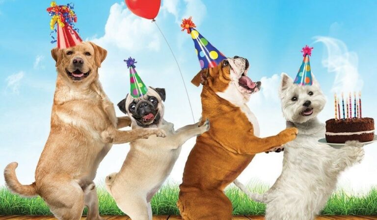 Happy Birthday Dog – Cute and Lovely Wishes for A Dog’s Birthday